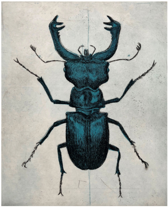 Escarabajo - José Fors