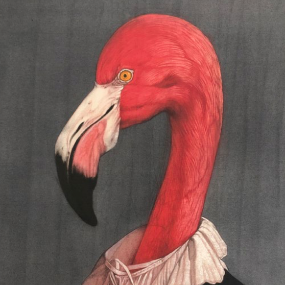 Flamingo flamenco